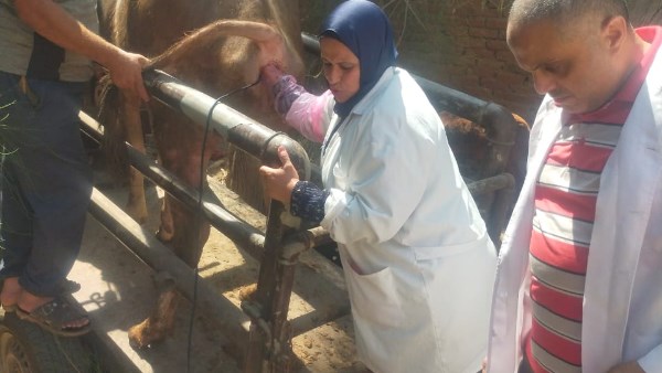قافلة بيطرية في الغربية تعالج آلاف الحيوانات والطيور مجانا