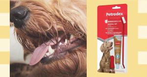 هل تحتاج حقًا إلى تنظيف أسنان الحيوانات الأليفة الخاصة بك؟