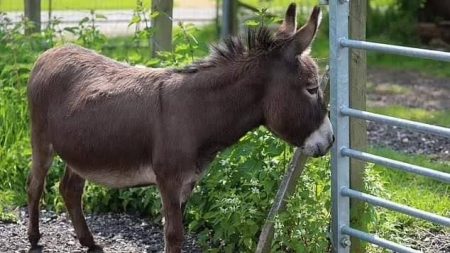 نقيب الفلاحين: خبراء أثبتوا أن قضاء وقت مع الحمير له فوائد علاجية ونفسية