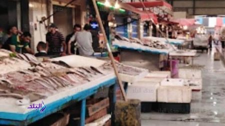 القومي لعلوم البحار: نقص التغذية يعد أحد أهم أسباب انقراض الأسماك