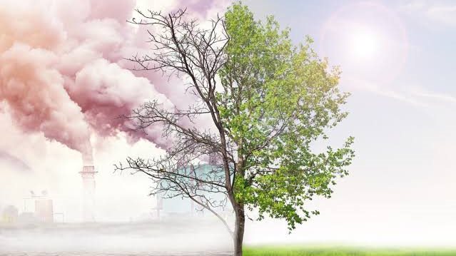 قبل انطلاق COP30 بالبرازيل.. تحقيق الاستعادة البيئية في أفريقيا