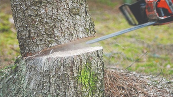 احذر.. قطع الأشجار يعرضك لدفع غرامة 5 آلاف جنيه طبقا لقانون الري