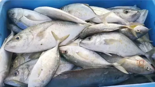 أسعار الأسماك في مصر اليوم الأربعاء 29-10-2015