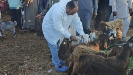 الطب البيطري بالإسماعيلية ينفذ حملة تحصين مكثفة ضد طاعون المجترات الصغيرة