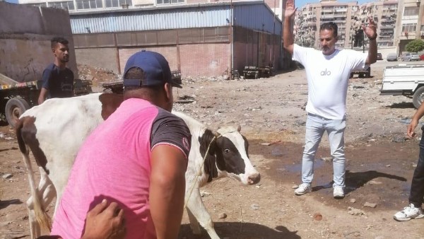 بيطري بورسعيد: توقيع الكشف على الدواب بالزهور وإيداعها جمعية الرفق بالحيوان