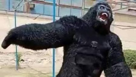 الغوريلا تفسد حفل خطوبة وتتسبب في طعن شقيق العريس وآخرين بالجيزة