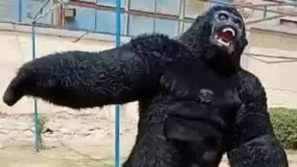 الغوريلا تفسد حفل خطوبة وتتسبب في طعن شقيق العريس وآخرين بالجيزة