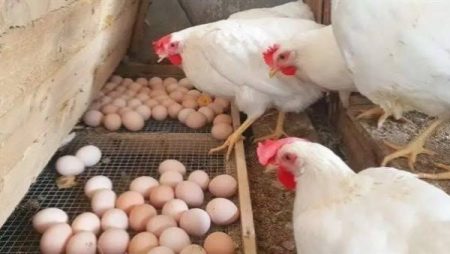 بكام النهارده؟.. سعر كيلو الفراخ اليوم الأربعاء بعد الانخفاض الكبير