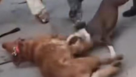 سيدة تحرر محضرا بعثورها على 3 كلاب نافقة بأرض فضاء في حدائق الأهرام