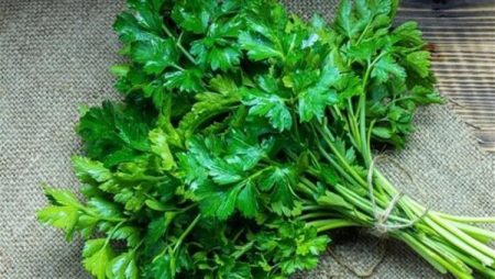 ماذا يحدث لجسمك عند وضع البقدونس على طعامك؟