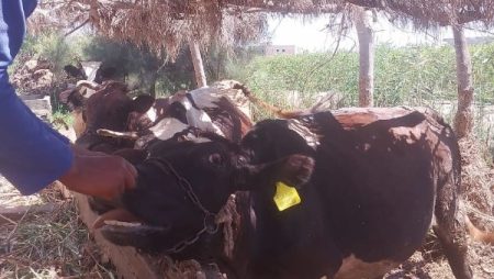 الزراعة تكشف حقيقة فيديو حالات نفوق الماشية.. وهذه عقوبة نشر الأخبار الكاذبة