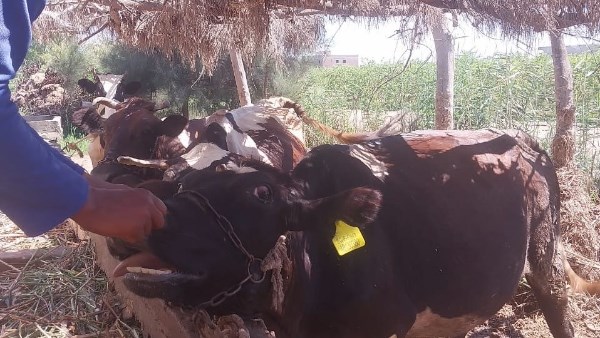 الزراعة تكشف حقيقة فيديو حالات نفوق الماشية.. وهذه عقوبة نشر الأخبار الكاذبة