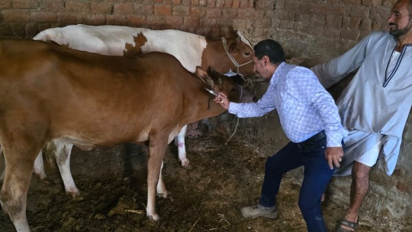 أسيوط: تحصين 36 ألف رأس ماشية ضد الحمى القلاعية والوادي المتصدع