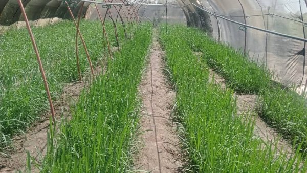 إزالة تعديات على الأراضي وزراعة 455 فدان قصب خريفي في الأقصر