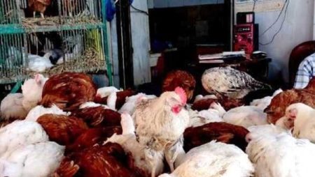 أسعار الدواجن في أسواق أسوان اليوم الجمعة 7-11-2025