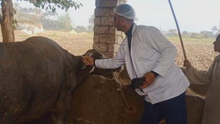 تحصين 65 ألف رأس ماشية ضد أمراض معدية بالقليوبية