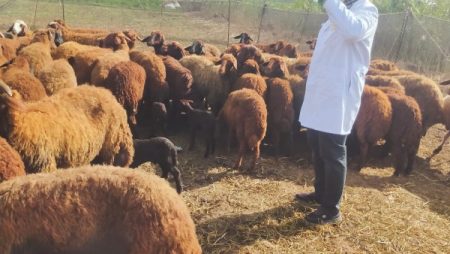 بيطري الغربية: الكشف وتقديم العلاج لـ 416 حيوانا وماشية و2500 طائر