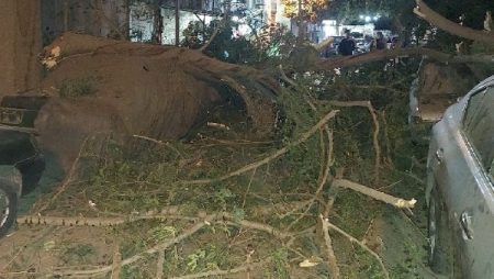تهشم 3 سيارات في سقوط شجرة ضخمة بالمنيل