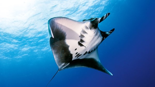 سمكة المانتا راي.. زائرة مهيبة في أعماق البحر الأحمر | ما القصةً؟