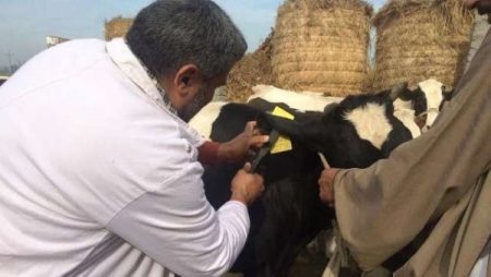 تنتقل بسهولة عبر الهواء.. «الخدمات البيطرية»: مصر مُحاطة بدول تعاني من الحمى القلاعية|فيديو