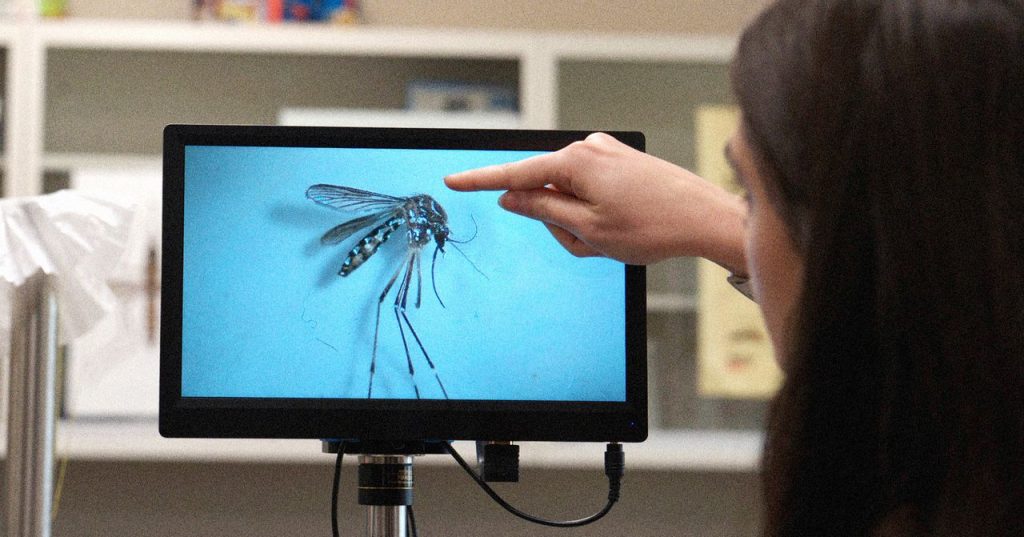 انتشرت بعوضة تحمل مرضاً غازياً إلى جبال روكي