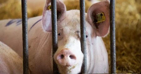 إسبانيا تسجل أول إصابة بإنفلونزا الخنازير الإفريقية