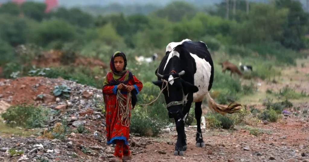 الحليب غير المبستر يزيد خطر انتقال البكتيريا المقاومة للمضادات الحيوية