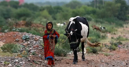 الحليب غير المبستر يزيد خطر انتقال البكتيريا المقاومة للمضادات الحيوية