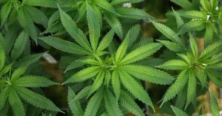 بعد قرار ترمب بتخفيف القيود عنها.. ما هي فوائد وأضرار الماريجوانا؟