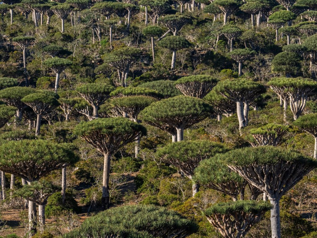 هل أصبحت الغابات المطيرة سبباً في تغير المناخ بدلاً من كونه حلاً؟