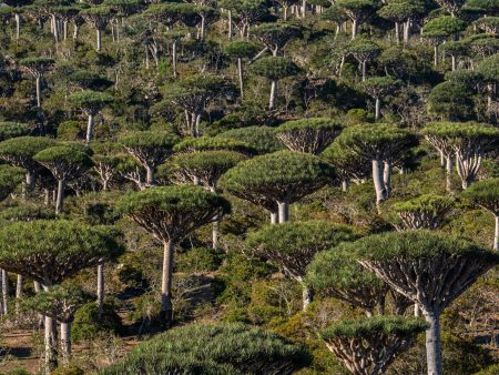 هل أصبحت الغابات المطيرة سبباً في تغير المناخ بدلاً من كونه حلاً؟