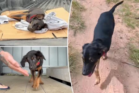 يتعلّم الجرو “ستورمزي” المشي بعد تعافيه من إصابة دماغية بالغة.